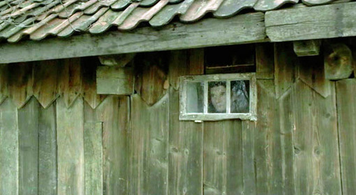 I, Witness: A small masterpiece of voyeurism and projection