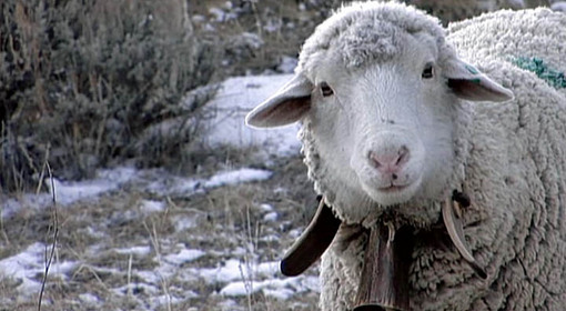 Scanners’ Exploding Head Awards 2010